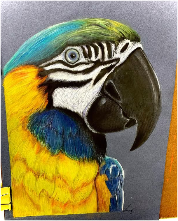 ilustração arara